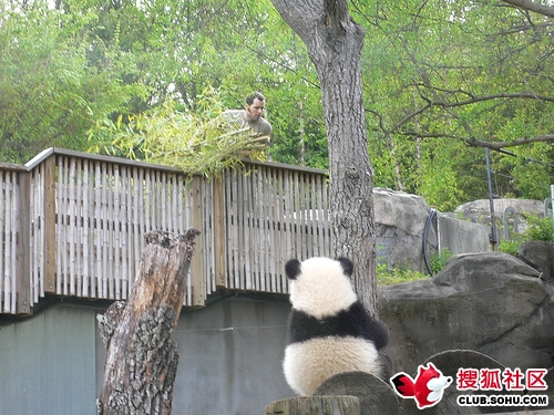 熊猫背影~很销魂~很治愈~有木有【51p】